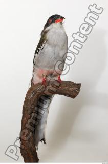 Cuban Trogon-Priotelus temnurus 0001